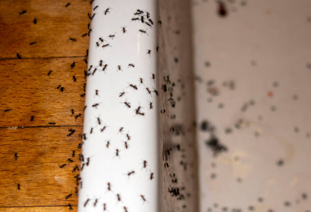 Best Wasp Removal Services  in Mount Penn, PA